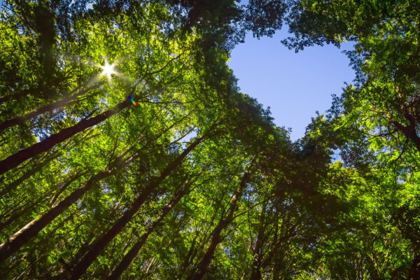Wald-Herz-Nachhaltigkeit-bei-ANG